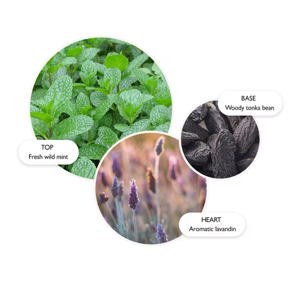 Molton Brown Wild Mint & Lavandin Eau De Toilette 100ml