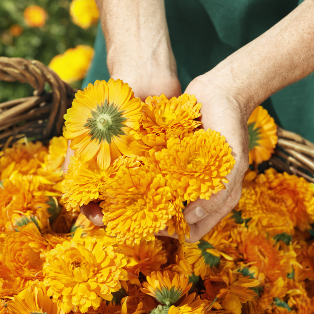 Weleda Calendula Baby Skin Protection Balm 30ml