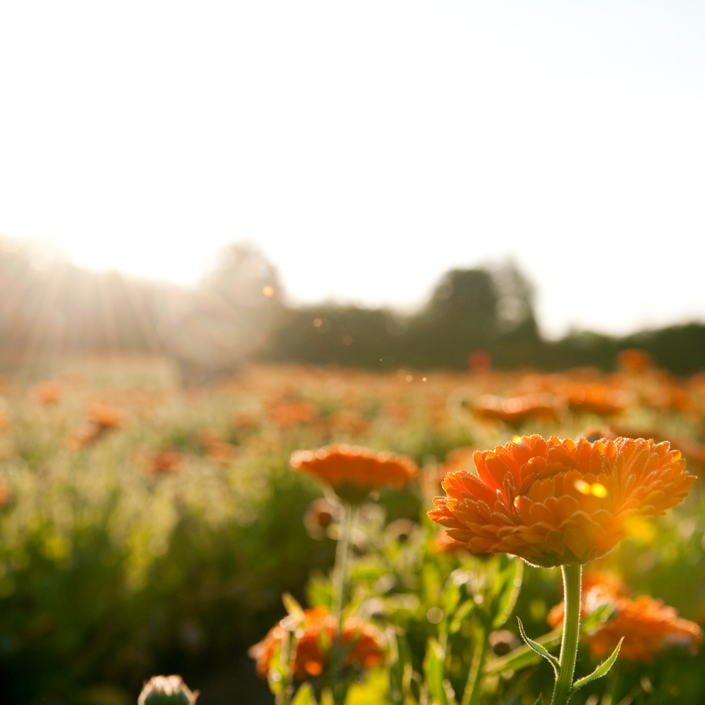Weleda Calendula Baby Skin Protection Balm 30ml