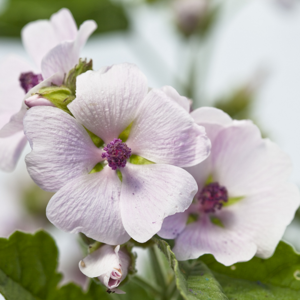 Weleda Baby Derma White Mallow Face Cream 50ml