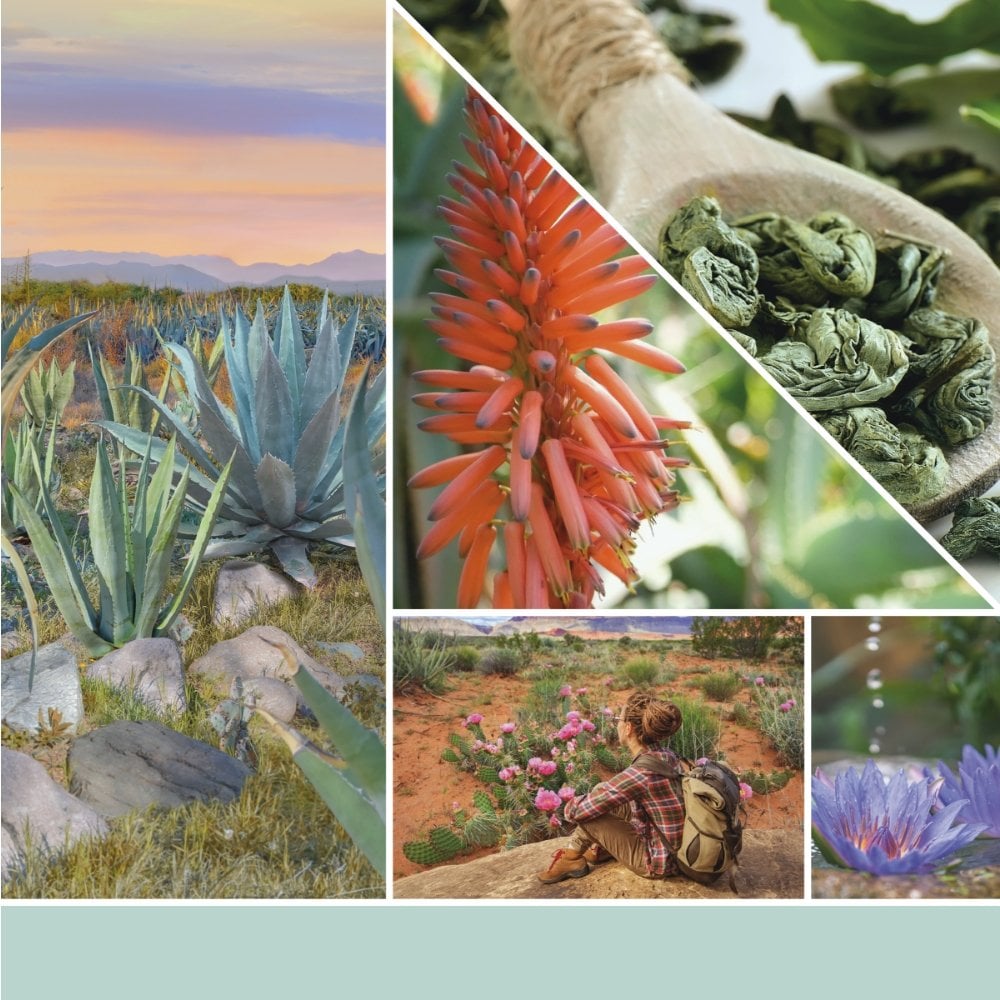 Yankee Candle Aloe & Agave Wax Melt