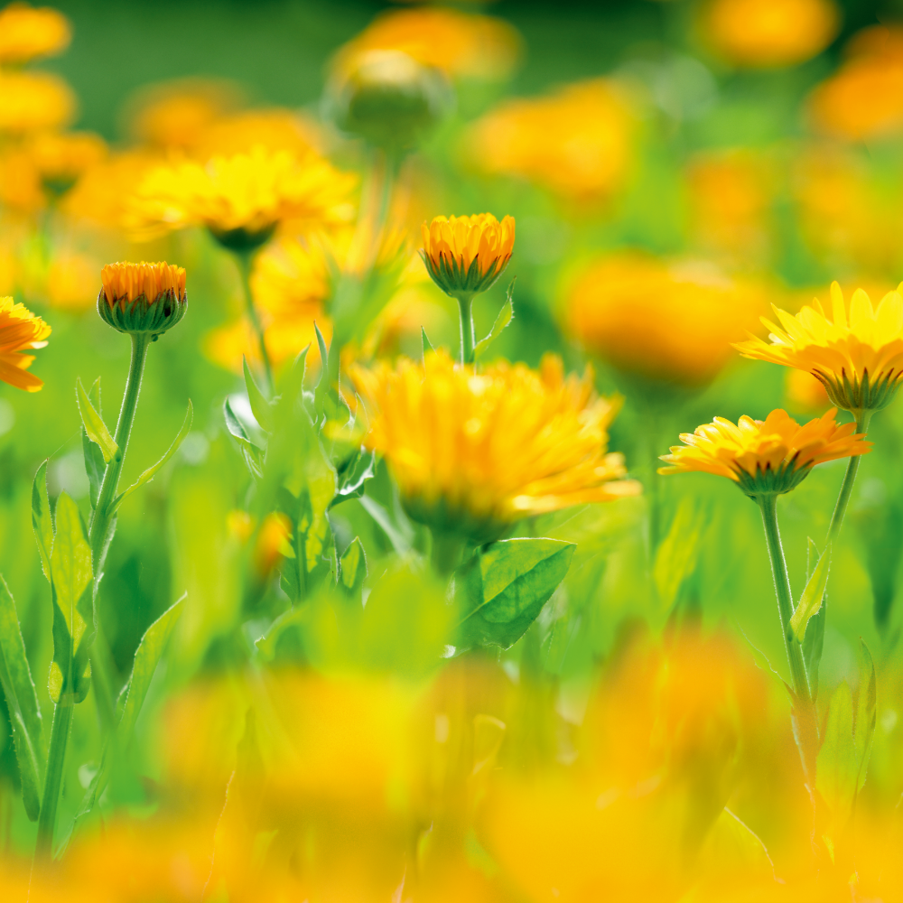 Weleda Calendula Baby Skin Protection Balm 30ml