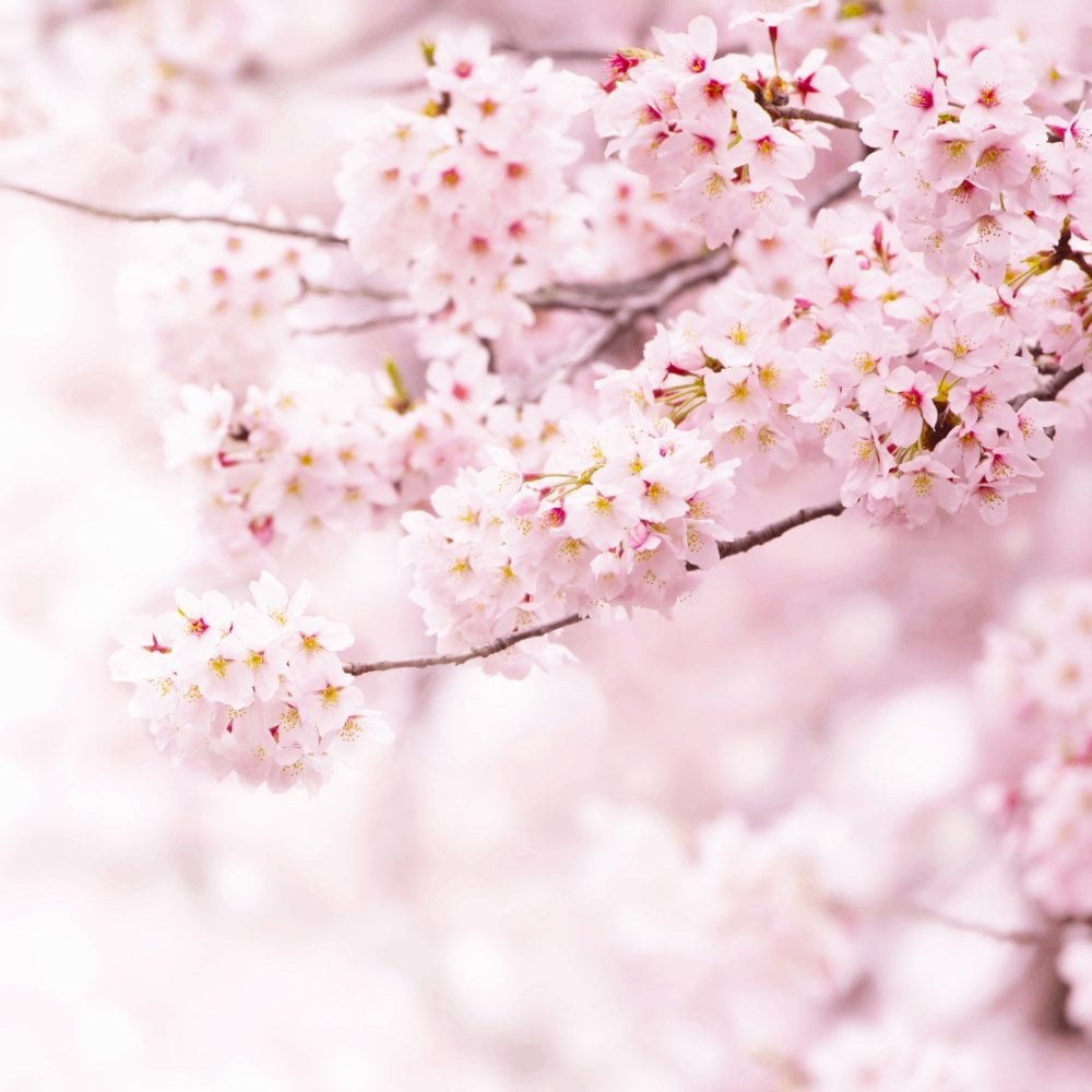 L'Occitane Cherry Blossom & Lychee Hand Cream 30ml