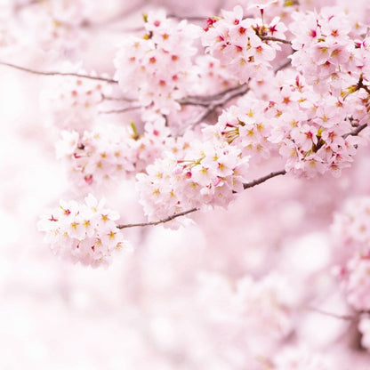 L'Occitane Cherry Blossom & Lychee Hand Cream 30ml