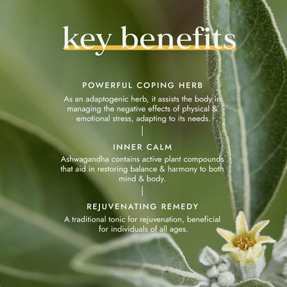 Fushi Organic Ashwagandha 60 Vegan Capsules